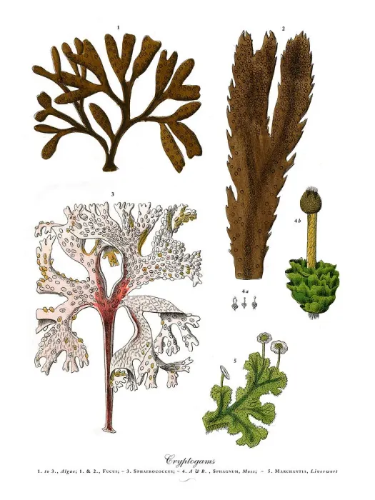 Framed Print : The Art of Botanical Illustrations