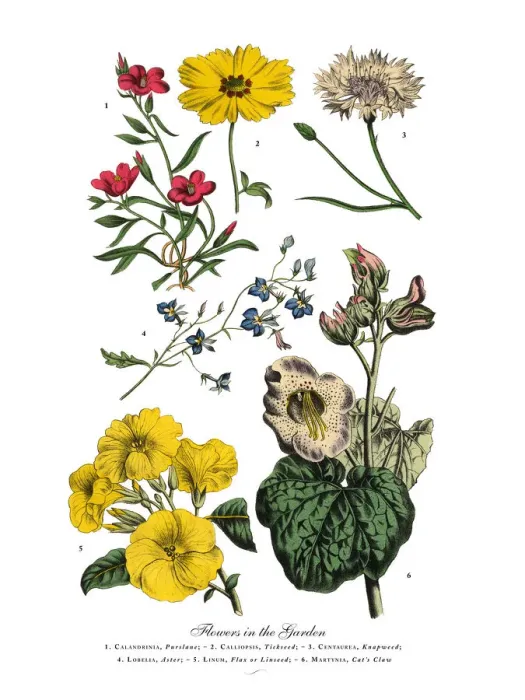 Framed Print : The Art of Botanical Illustrations Framed Print : The Art of Botanical Illustrations