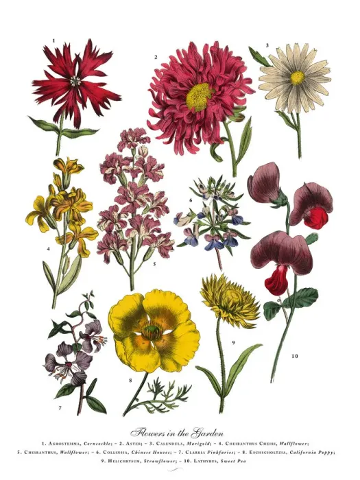 Framed Print : The Art of Botanical Illustrations Framed Print : The Art of Botanical Illustrations