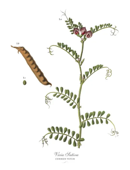 Framed Print : The Art of Botanical Illustrations Framed Print : The Art of Botanical Illustrations