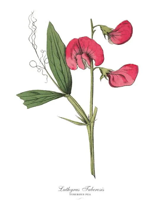 Framed Print : The Art of Botanical Illustrations Framed Print : The Art of Botanical Illustrations