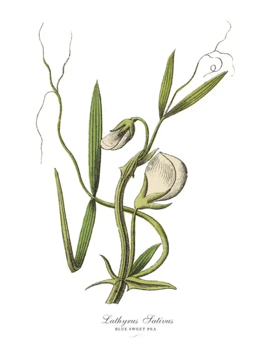 Framed Print : The Art of Botanical Illustrations Framed Print : The Art of Botanical Illustrations