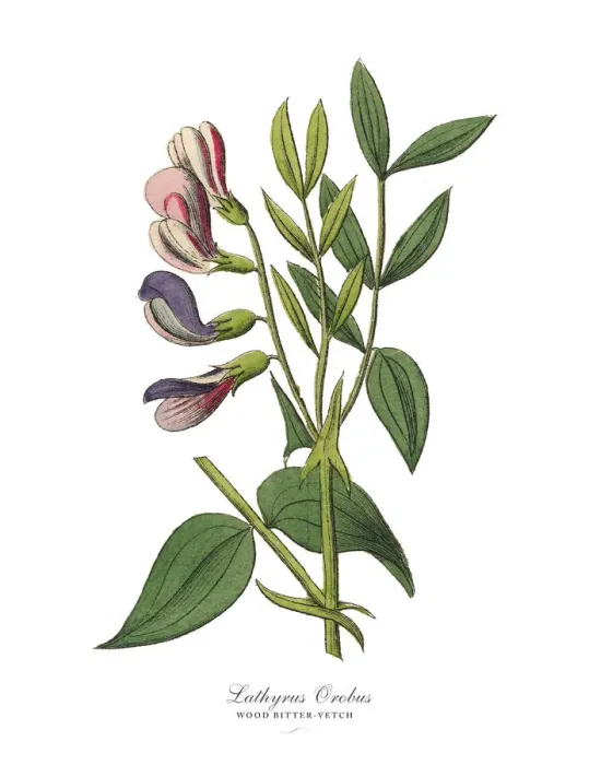 Framed Print : The Art of Botanical Illustrations Framed Print : The Art of Botanical Illustrations