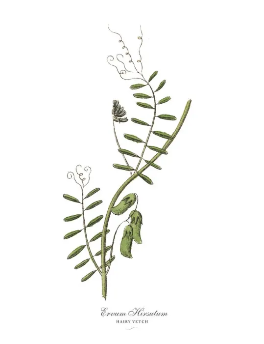 Framed Print : The Art of Botanical Illustrations Framed Print : The Art of Botanical Illustrations