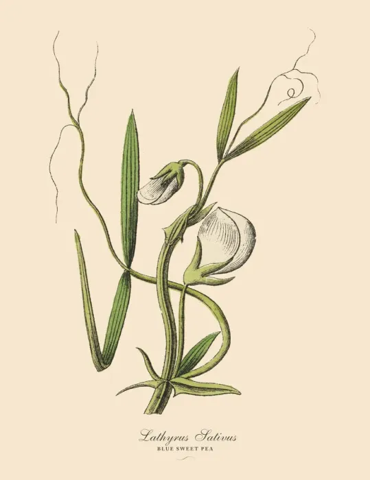 Framed Print : The Art of Botanical Illustrations Framed Print : The Art of Botanical Illustrations