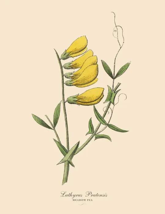 Framed Print : The Art of Botanical Illustrations
