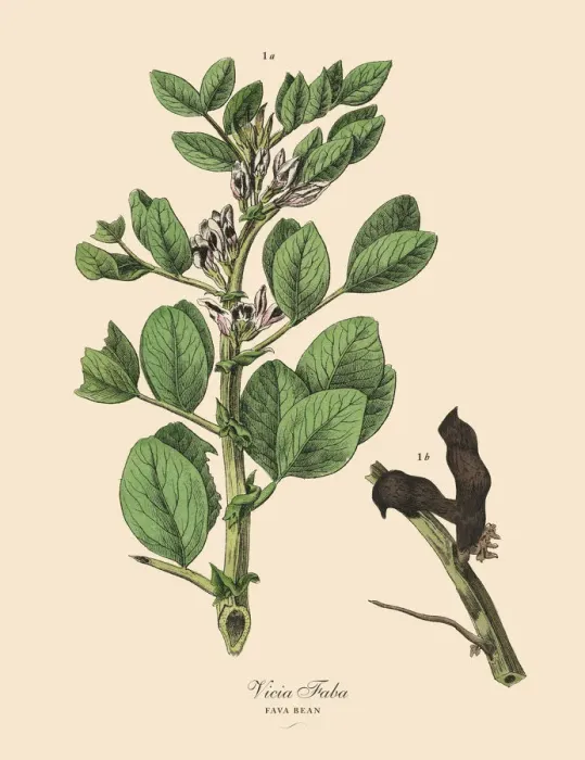 Framed Print : The Art of Botanical Illustrations Framed Print : The Art of Botanical Illustrations