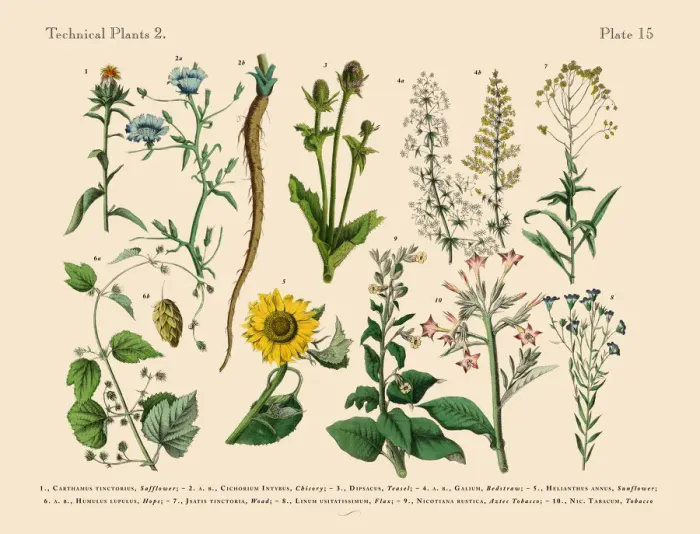 Framed Print : The Art of Botanical Illustrations Framed Print : The Art of Botanical Illustrations