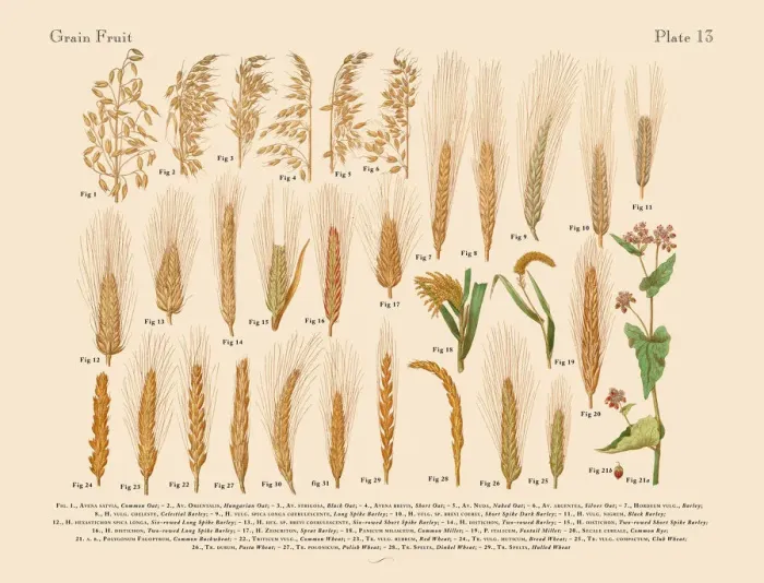 Framed Print : The Art of Botanical Illustrations