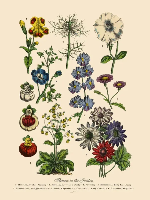 Framed Print : The Art of Botanical Illustrations Framed Print : The Art of Botanical Illustrations
