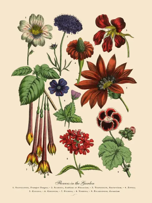 Framed Print : The Art of Botanical Illustrations Framed Print : The Art of Botanical Illustrations