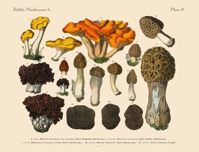 Framed Print : The Art of Botanical Illustrations Framed Print : The Art of Botanical Illustrations