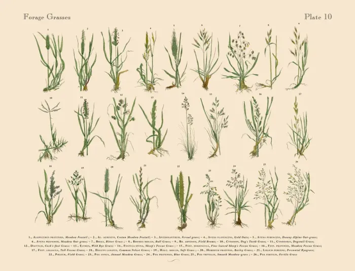 Framed Print : The Art of Botanical Illustrations Framed Print : The Art of Botanical Illustrations