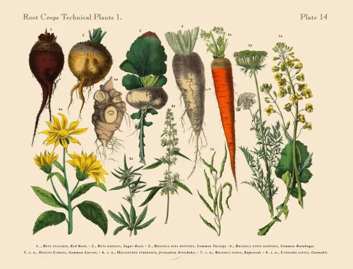 Framed Print : The Art of Botanical Illustrations