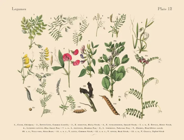 Framed Print : The Art of Botanical Illustrations Framed Print : The Art of Botanical Illustrations