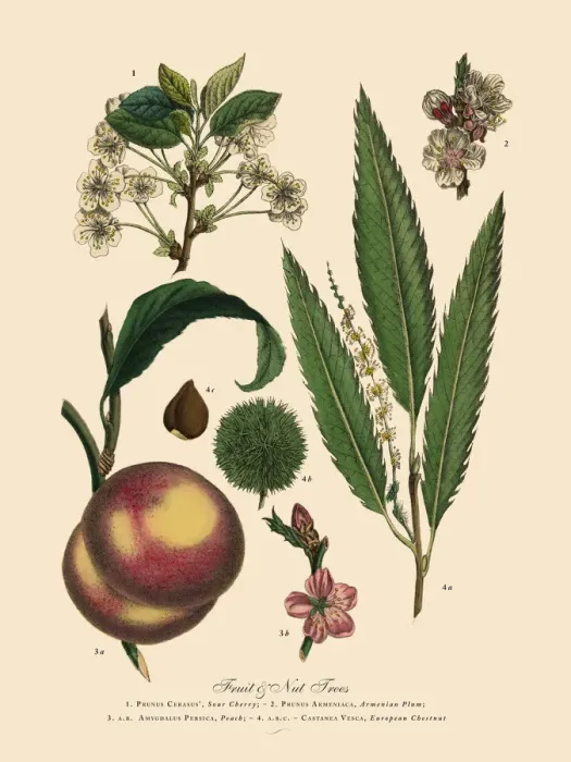 Framed Print : The Art of Botanical Illustrations Framed Print : The Art of Botanical Illustrations