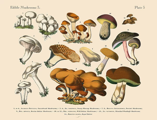 The Art of Botanical Illustrations