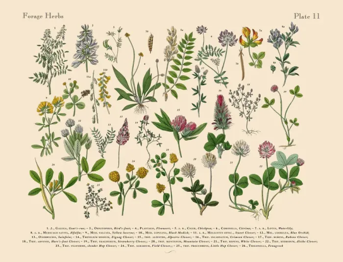 Framed Print : The Art of Botanical Illustrations Framed Print : The Art of Botanical Illustrations