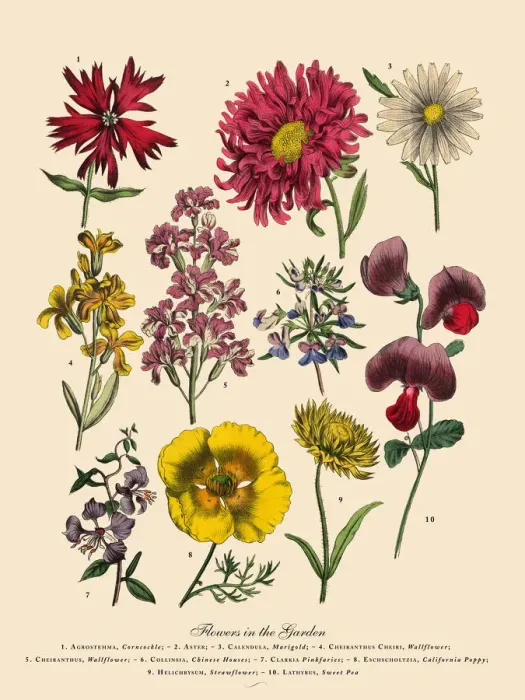 Framed Print : The Art of Botanical Illustrations