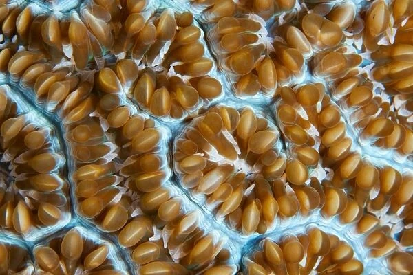Art of corals