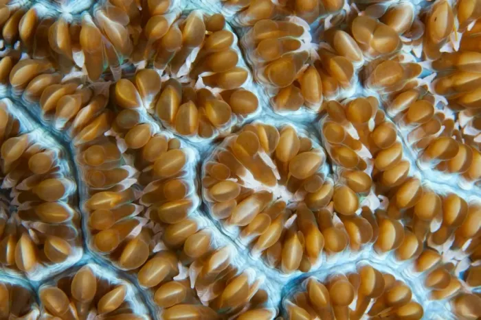 Framed Print : Art of corals Framed Print : Art of corals