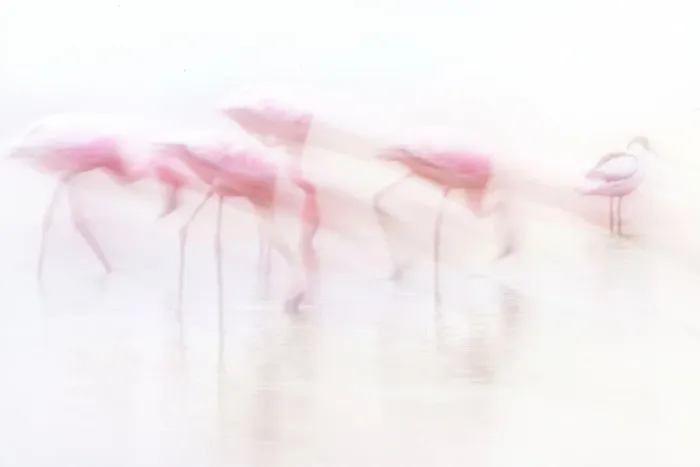 Framed Print : Art of Flamingos in High Key at Amboseli, Kenya Framed Print : Art of Flamingos in High Key at Amboseli, Kenya