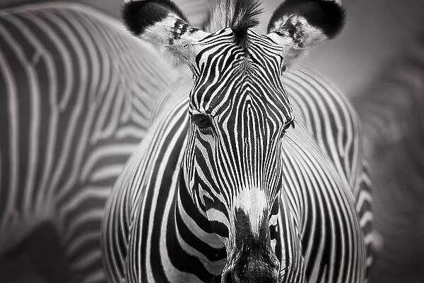 Art of Zebra Stripes