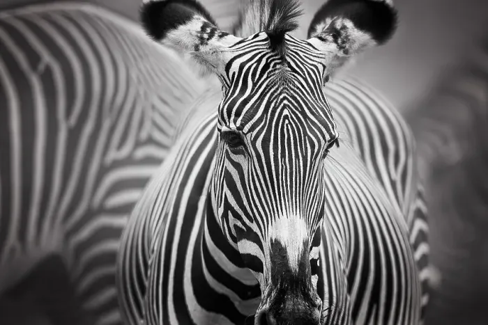 Framed Print : Art of Zebra Stripes Framed Print : Art of Zebra Stripes