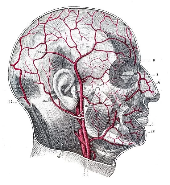 Arteries of the cranium and face engraving 1894