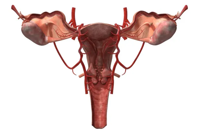 Framed Print : The arteries of the female reproductive system Framed Print : The arteries of the female reproductive system