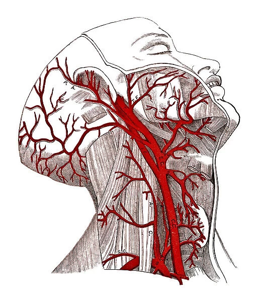 Arteries of The Head