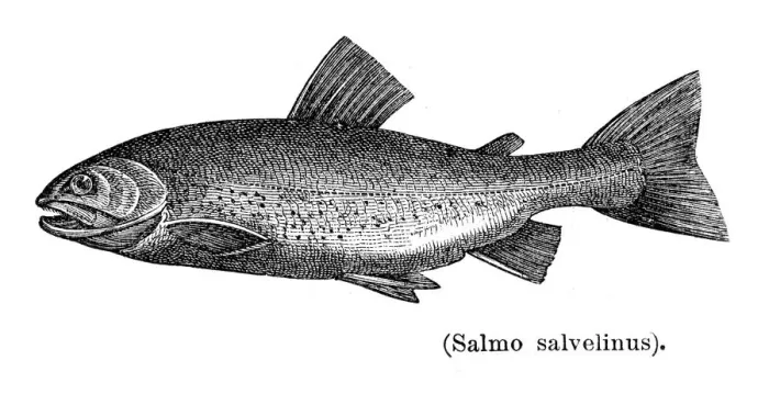Framed Print : Artic charr salmon engraving 1897 Framed Print : Artic charr salmon engraving 1897