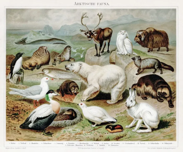 Framed Print : Artic fauna chromolithograph 1895 Framed Print : Artic fauna chromolithograph 1895