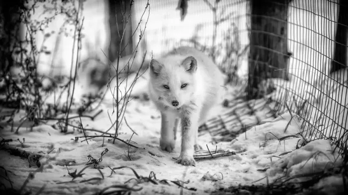 Framed Print : Artic fox. Captured this white arctic fox walking along a fence line in Framed Print : Artic fox. Captured this white arctic fox walking along a fence line in