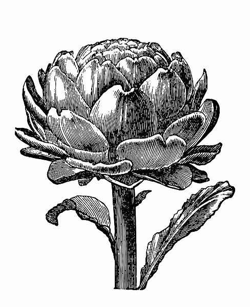 Artichoke. Antique engraving of an artichoke, isolated on white