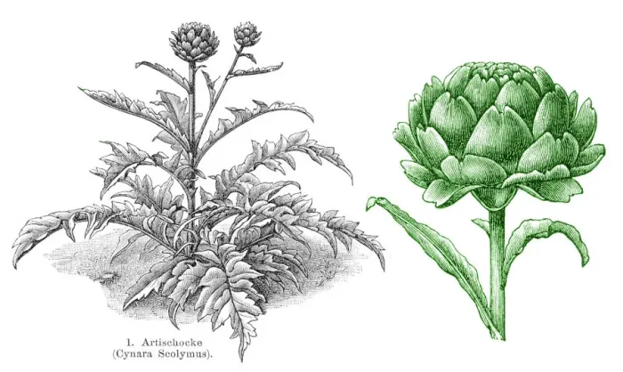 Framed Print : Artichoke vegetables engraving 1895 Framed Print : Artichoke vegetables engraving 1895