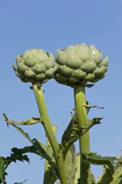 Framed Print : Artichokes (Cynara), Bretagne, France Framed Print : Artichokes (Cynara), Bretagne, France