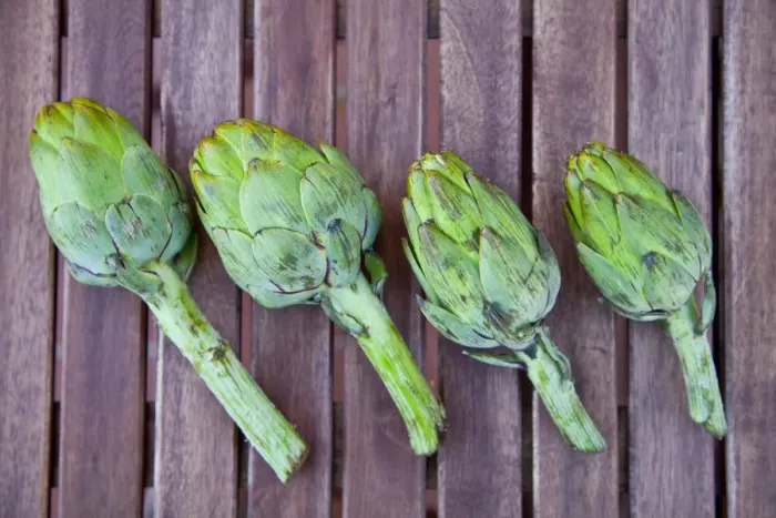 Framed Print : Artichokes harvested in an organic home garden, Catalonia, Spain, Europe Framed Print : Artichokes harvested in an organic home garden, Catalonia, Spain, Europe