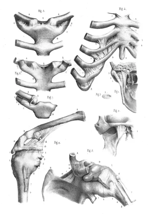 Framed Print : Articulations anatomy engraving 1866 Framed Print : Articulations anatomy engraving 1866