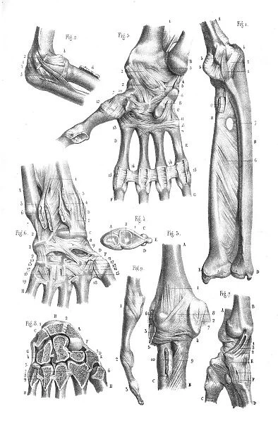 Articulations anatomy engraving 1866