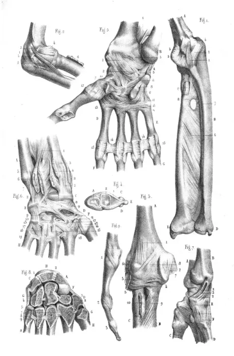 Framed Print : Articulations anatomy engraving 1866 Framed Print : Articulations anatomy engraving 1866