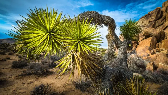 Framed Print : Artistic Bowing Joshua Tree Framed Print : Artistic Bowing Joshua Tree