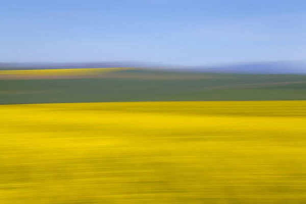 An artistic expression of Canola and Wheat fields in the early Spring with the bold yellow colors of canola offset by the emerald green of the wheat, Swellendam, Western Cape Province, South Africa