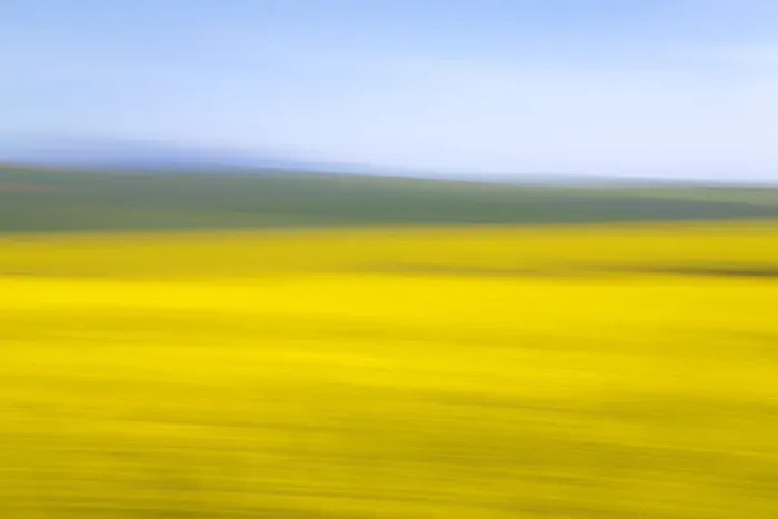Framed Print : An artistic expression of Canola and Wheat fields in the early Spring with the bold yellow colors of canola offset by the emerald green of the wheat, Swellendam, Western Cape Province, South Africa