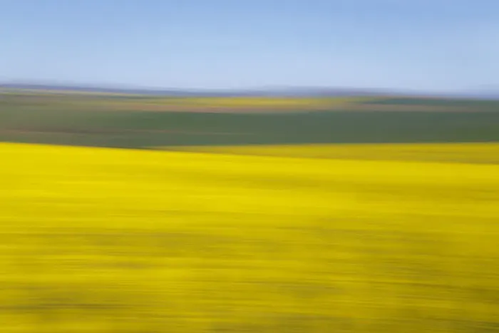 Framed Print : An artistic expression of Canola and Wheat fields in the early Spring with the bold yellow colors of canola offset by the emerald green of the wheat, Swellendam, Western Cape Province, South Africa Framed Print : An artistic expression of Canola and Wheat fields in the early Spring with the bold yellow colors of canola offset by the emerald green of the wheat, Swellendam, Western Cape Province, South Africa