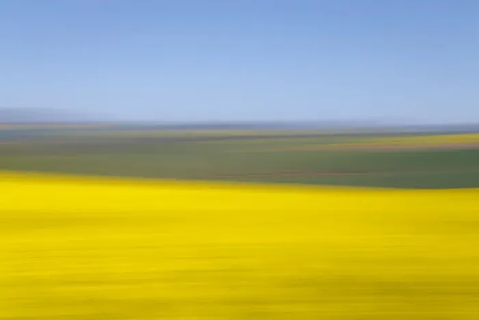 Framed Print : An artistic expression of Canola and Wheat fields in the early Spring with the bold yellow colors of canola offset by the emerald green of the wheat, Swellendam, Western Cape Province, South Africa Framed Print : An artistic expression of Canola and Wheat fields in the early Spring with the bold yellow colors of canola offset by the emerald green of the wheat, Swellendam, Western Cape Province, South Africa