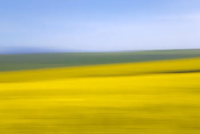 Framed Print : An artistic expression of Canola and Wheat fields in the early Spring with the bold yellow colors of canola offset by the emerald green of the wheat, Swellendam, Western Cape Province, South Africa Framed Print : An artistic expression of Canola and Wheat fields in the early Spring with the bold yellow colors of canola offset by the emerald green of the wheat, Swellendam, Western Cape Province, South Africa