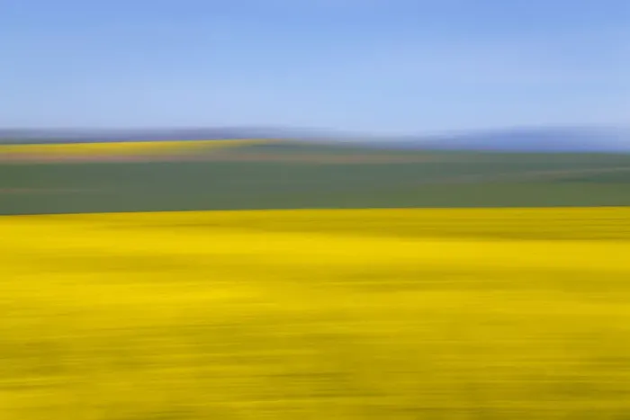Framed Print : An artistic expression of Canola and Wheat fields in the early Spring with the bold yellow colors of canola offset by the emerald green of the wheat, Swellendam, Western Cape Province, South Africa Framed Print : An artistic expression of Canola and Wheat fields in the early Spring with the bold yellow colors of canola offset by the emerald green of the wheat, Swellendam, Western Cape Province, South Africa
