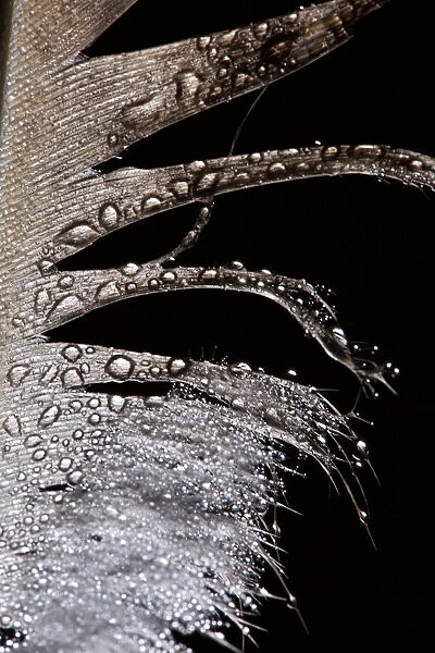 Artistic Peahen Feather Macro Photograph with Water Droplets