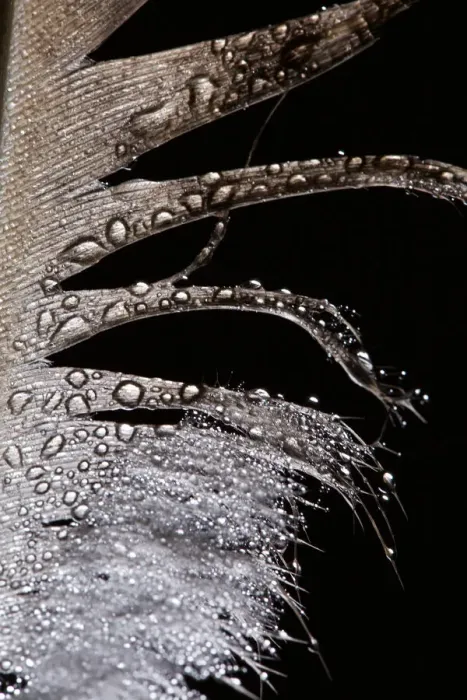 Framed Print : Artistic Peahen Feather Macro Photograph with Water Droplets Framed Print : Artistic Peahen Feather Macro Photograph with Water Droplets